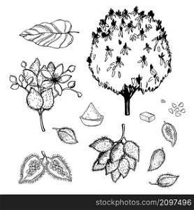Hand-drawn Bixa orellana (annatto, achiote). Vector sketch illustration. . Annatto,lipstick plant. Vector illustration.