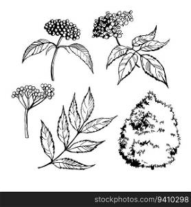 Hand-drawn black elderberry. Vector sketch  illustration.. Black elderberry. Sketch  illustration.