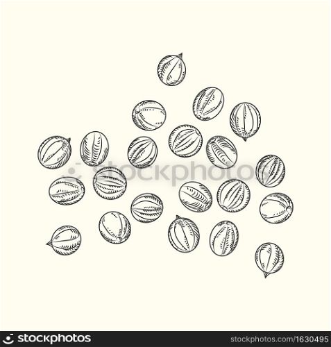Hand drawn black pepper isolated on white background. Sketch handful of black peppercorn. Engraving vintage style. Vector illustration.. Hand drawn black pepper isolated on white background. Sketch handful of black peppercorn