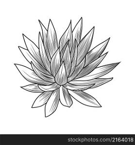 Hand drawn blue agave isolated on white background. Succulent plants engraving vintage style. Vector illustration.. Hand drawn blue agave isolated on white background. Succulent plants engraving vintage style.