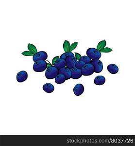 Hand drawn blueberries closeup. Handful blueberries vector. Hand-painted.. Hand drawn blueberries closeup.