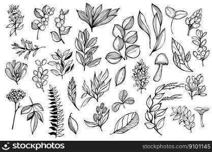 Hand-drawn  botanical set. Sketch twigs, leaves, flowers, mushrooms and berries.Vector  illustration.. Sketch  botanical set. Vector  illustration.