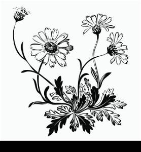 Hand drawn bouquet of chamomile flowers isolated on white background, black and white colors. Vector illustration