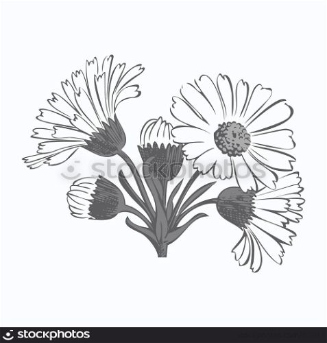 Hand drawn bouquet of daisy flowers isolated on white background, black and white colors. Vector illustration