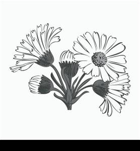 Hand drawn bouquet of daisy flowers isolated on white background, black and white colors. Vector illustration