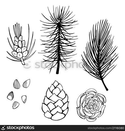 Hand drawn branch and pine cone on white background.