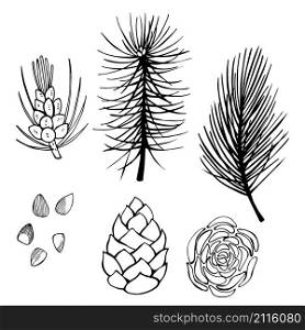 Hand drawn branch and pine cone on white background.