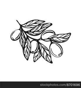 Hand-drawn branch with olives isolated on a white background. Vector Illustration in Doodle style. Botanical illustration. Hand-drawn branch with olives 