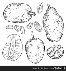 Hand drawn breadfruit (jackfruit). Vector sketch illustration.
