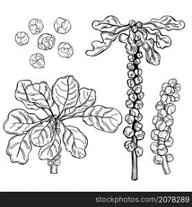 Hand drawn Brussels sprouts on white background.Vector sketch illustration. . Hand drawn vegetables. Brussels sprouts.