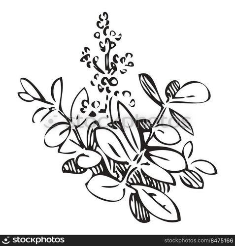 Hand drawn bush whith flowers, branches, leaves. Meadow plant engraving sketch garden. Isolated black lines on white background.Vector illustration, greeting card, logo, branding design, poster, print