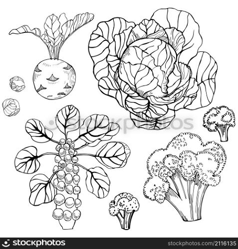 Hand drawn cabbage on white background. Vector sketch illustration.