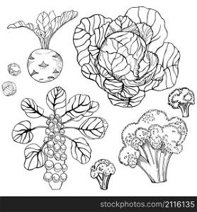 Hand drawn cabbage on white background. Vector sketch illustration.