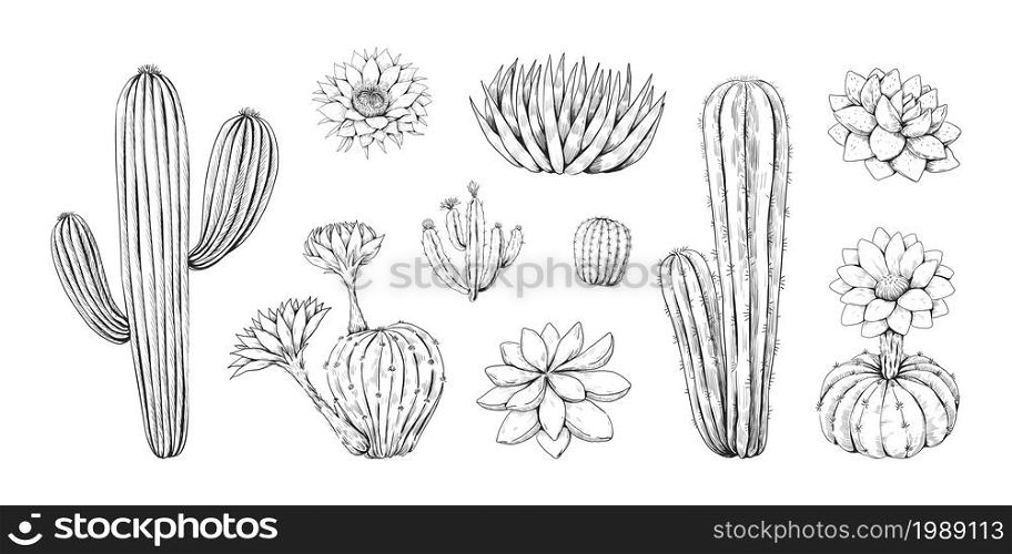 Hand drawn cactus. Vintage Mexican desert succulent with blossom. Abstract tropical cactaceae plant decoration graphic. Blooming cacti sketches. Isolated saguaro with prickly spikes. Vector flora set. Hand drawn cactus. Vintage Mexican desert succulent with blossom. Tropical cactaceae plant decoration graphic. Blooming cacti sketches. Saguaro with prickly spikes. Vector flora set