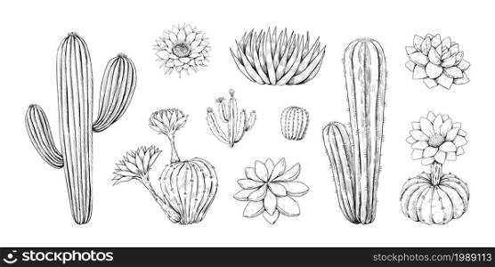 Hand drawn cactus. Vintage Mexican desert succulent with blossom. Abstract tropical cactaceae plant decoration graphic. Blooming cacti sketches. Isolated saguaro with prickly spikes. Vector flora set. Hand drawn cactus. Vintage Mexican desert succulent with blossom. Tropical cactaceae plant decoration graphic. Blooming cacti sketches. Saguaro with prickly spikes. Vector flora set