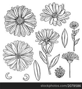 Hand drawn calendula. Medicinal herbs. Vector sketch illustration.. Hand drawn calendula.