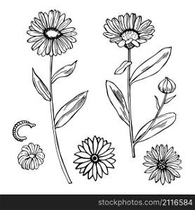 Hand drawn calendula. Medicinal herbs. Vector sketch illustration.. Hand drawn calendula. Medicinal herbs. Vector sketch illustration.