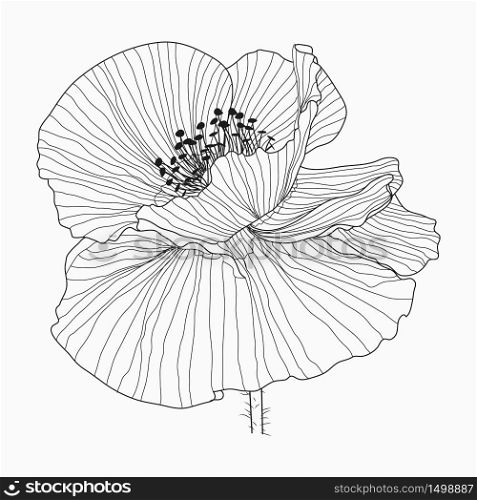 Hand drawn California poppy flowers and sketch with line art on a white. California poppy flowers drawn and sketch with line-art on white backgrounds.