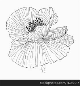 Hand drawn California poppy flowers and sketch with line art on a white. California poppy flowers drawn and sketch with line-art on white backgrounds.