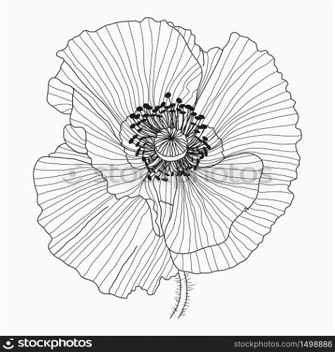 Hand drawn California poppy flowers and sketch with line art on a white background.. California poppy flowers drawn and sketch with line-art on white backgrounds.