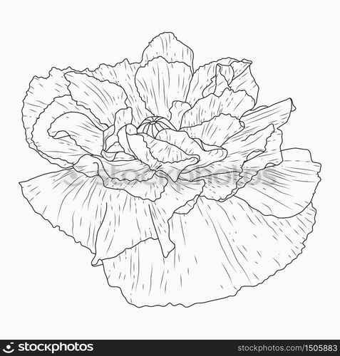 Hand drawn California poppy flowers and sketch with line art on a white background.. California poppy flowers drawn and sketch with line-art on white backgrounds.