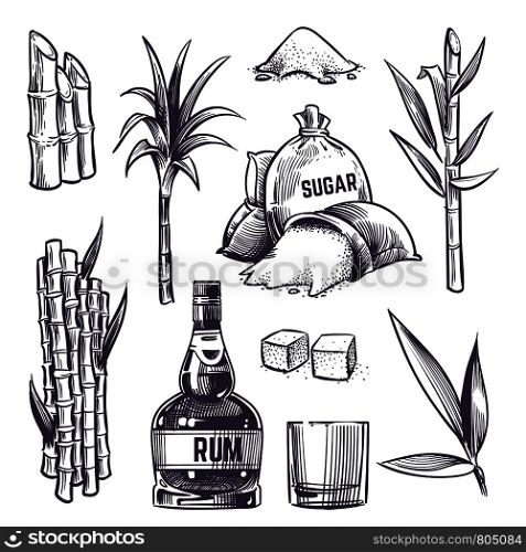 Hand drawn cane leaves, sugar plant stalks, sugarcane farm harvest, glass and bottle of rum. Vector set in vintage engraving style. Illustration of alcohol drink and sugarcane. Hand drawn cane leaves, sugar plant stalks, sugarcane farm harvest, glass and bottle of rum. Vector set in vintage engraving style