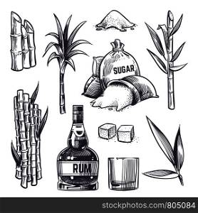 Hand drawn cane leaves, sugar plant stalks, sugarcane farm harvest, glass and bottle of rum. Vector set in vintage engraving style. Illustration of alcohol drink and sugarcane. Hand drawn cane leaves, sugar plant stalks, sugarcane farm harvest, glass and bottle of rum. Vector set in vintage engraving style