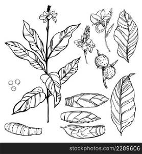 Hand-drawn Canna indica  West Indian Arrow-Root, Maranta arundinacea, Australian arrowroot, Myrantacae .  Plant, flowers and roots. Vector sketch  illustration.. Canna indica.  Vector sketch  illustration.