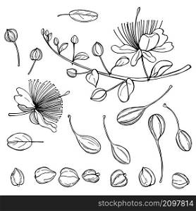 Hand drawn caper plant with flowers. Edible fruits and buds of capers. Vector sketch illustration.. ?aper plant set. Vector sketch illustration.