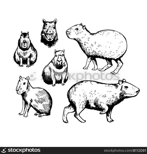 Hand-drawn capybara  Hydrochaeris hydrochaeris . Vector sketch  illustration..  Capybara. Sketch  illustration.