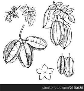 Hand drawn Carambola or star apple fruit . Vector sketch illustration.
