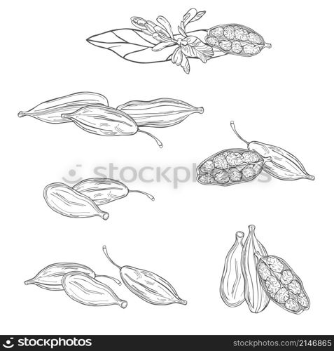 Hand drawn Cardamom plant. Vector sketch illustration. Cardamom plant. Vector illustration