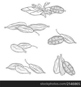 Hand drawn Cardamom plant. Vector sketch illustration. Cardamom plant. Vector illustration