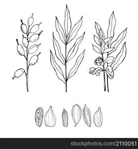 Hand drawn cardamom. The pods and flowers. Vector sketch illustration.. Hand drawn cardamom. The pods and flowers.