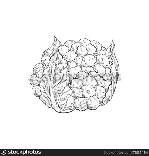 Hand drawn cauliflower cabbage isolated monochrome sketch. Vector vegetarian food, organic vegetable. Cauliflower cabbage isolated vegetable brassica