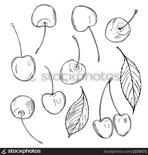 Hand drawn cherry on white background. Vector sketch illustration.. Hand drawn cherry. Vector illustration.