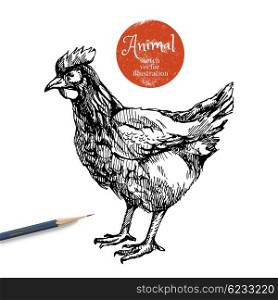 Hand drawn chicken farm animal vector illustration. Sketch hen isolated on white background with pencil and label banner