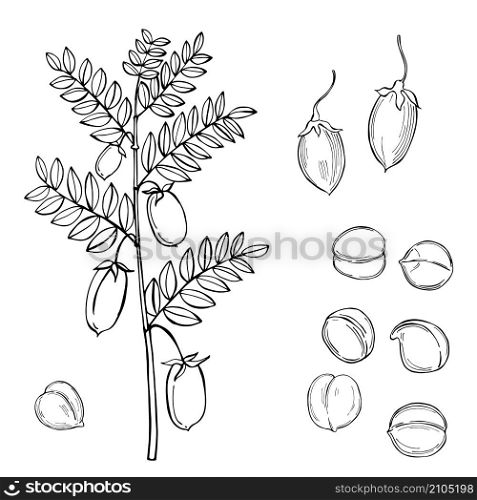 Hand drawn chickpeas beans. Vector sketch illustration.. Hand drawn chickpeas beans.
