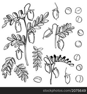 Hand drawn chickpeas plant and beans. Vector sketch illustration.. Chickpeas plant. Vector illustration.