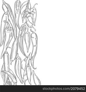 Hand drawn chili peppers on white background. Vector background. Sketch illustration.