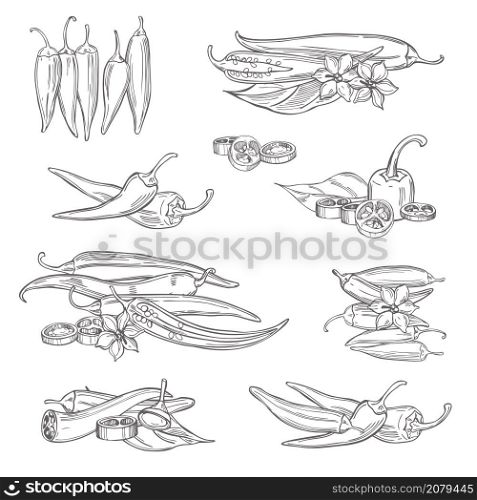 Hand drawn chili peppers on white background. Vector sketch illustration.. Hand drawn chili peppers on white background. Vector sketch illustration