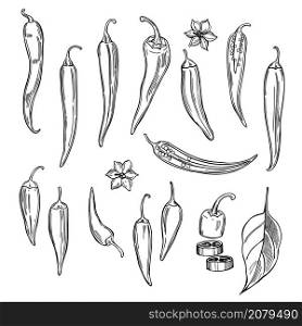 Hand drawn chili peppers on white background. Vector sketch illustration