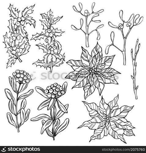 Hand drawn Christmas plants and flowers set. Vector sketch illustration.. Christmas plants and flowers. Vector illustration.