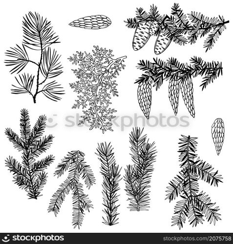 Hand drawn Christmas plants. Branches and cones of coniferous trees. Vector sketch illustration.. Christmas plants. Vector sketch illustration.
