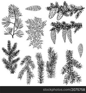 Hand drawn Christmas plants. Branches and cones of coniferous trees. Vector sketch illustration.. Christmas plants. Vector sketch illustration.