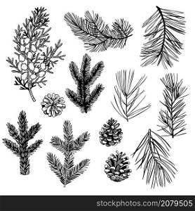 Hand drawn Christmas plants set. Coniferous tree branches. Vector sketch illustration.