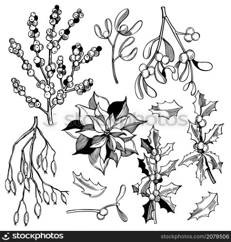 Hand drawn Christmas plants set. Mistletoe, holly and branches with berries. Vector sketch illustration.