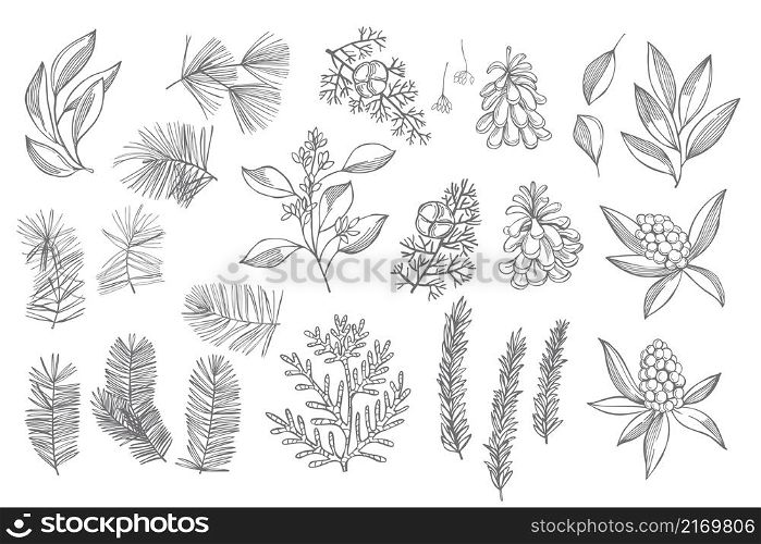 Hand-drawn Christmas plants set. Vector sketch illustration.. Christmas plants set. Sketch illustration.