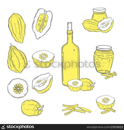 Hand drawn citron set. Vector sketch illustration. Citron set. Vector sketch illustration