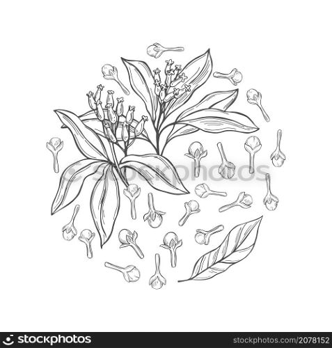 Hand drawn clove. The pods and flowers in a circle. Vector sketch illustration.. Hand drawn clove in a circle.